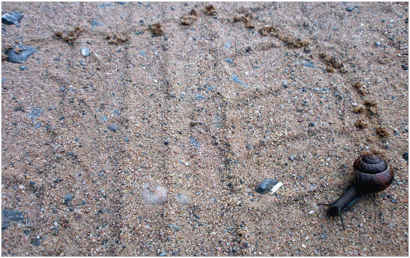 Рис. 1. Путь улитки