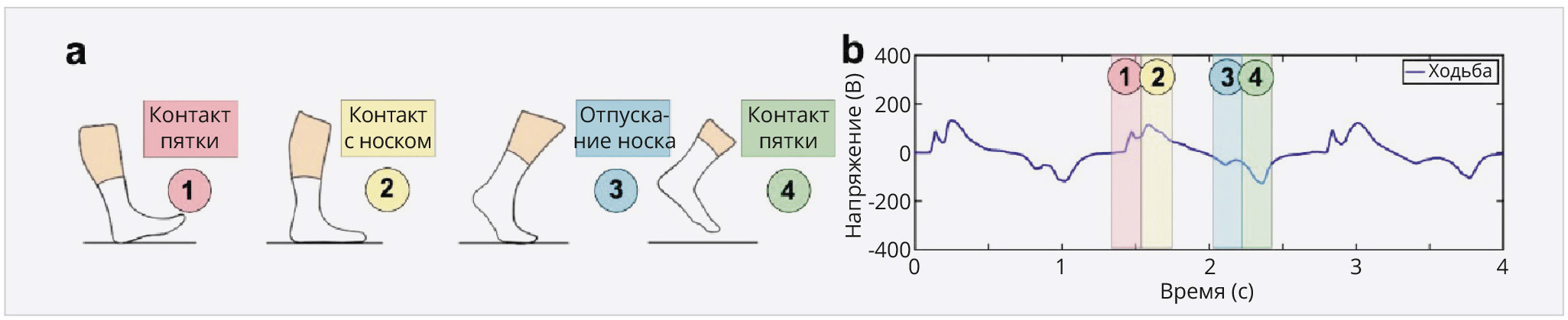 Рис. 16. Иллюстрация циклов сгибания частей стопы, где: a – схемы четырёх фаз типичного цикла контакта стопы с горизонтальной поверхностью; b – соответствующие сигналы нормальной ходьбы (правая нога)