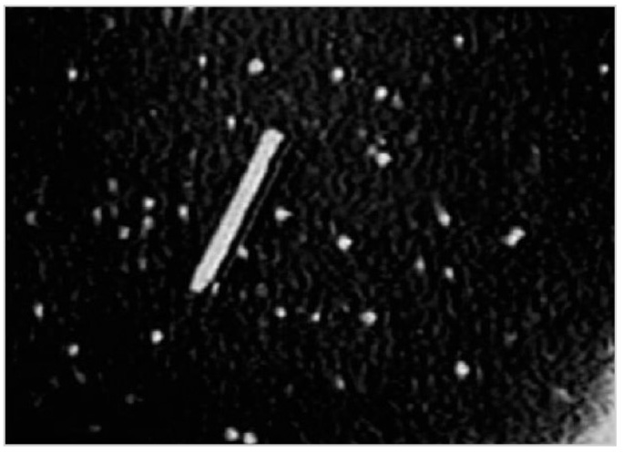 Рис. 8. Сотни светящихся объектов собирались к тросу со спутником, окружали его и продолжали движение вместе с ним